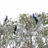 オナガクロムクドリモドキ Great-tailed Grackle