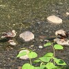 こちら葛飾区水元公園前通信９２８