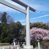 🌸春のいも桜week🌸櫻木神社で「さくらの日まいり」をしてきました