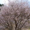 森林植物園の桜