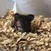 くろごまあん576日目
