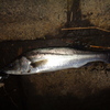 怪魚現る