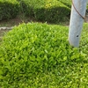 挿し木をするために残した一番茶の芽