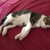 猫と昼寝する日々…