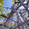 埼玉北部ツーリングその①♪菖蒲神社できれいな藤の花を見る（久喜市）
