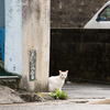 宮古諸島のねこさん