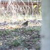 オオタカ・トラツグミ・シメ・カンムリカイツブリ(大阪城野鳥探鳥20220205 6:30-12:05)