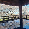 【滋賀県】『三井寺(園城寺)』に行ってきました。　桜　観月舞台桜