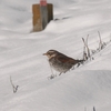 雪で困った面々