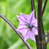 親の小言とナスの花　　夏休みシリーズ