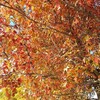秋たけなわの柏の葉公園