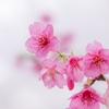 サクラサク：花びらの散らない琉球寒緋桜