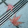 通勤路で　紅葉を楽しんでいます