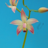 C.sp. (Laelia sp.)