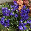 植えっぱなし４年目のヒヤシンス「ロイヤルネイビー」、再び開花！