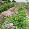 無農薬で野菜づくり。サトイモ、生姜、ネギの種まき