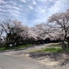 あちこちで桜咲いてた🌸