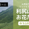 利尻山の高山植物