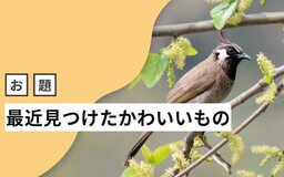 はてなブロガーの「最近見つけたかわいいもの」、それは鳥