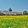 「幸手権現堂桜堤」～「行幸湖」～「中川」沿いを桜、菜の花を見ながらの桜ウォーク！！