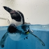1泊2日城崎温泉旅行_海と水族館が一体化した城崎マリンワールドが素敵すぎました
