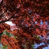 青紅天