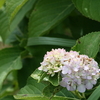 夏にいる芙蓉と紫陽花の花