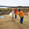 珍しい動物のショー。それがアルパカ学芸会です。