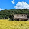 山田錦