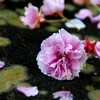 八重桜と残雪