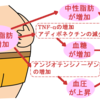 健康的に痩せるには？内臓脂肪ダイエット！リバウンドしないコツ