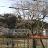 小学校跡の桜