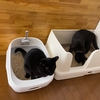 ユニ・チャームの猫用大型トイレ「デオトイレ快適ワイド」を導入してみた