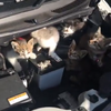 久しぶりに車に乗ったらエンジンルームに子猫7匹いたというツイートが話題に！ボンネットバンバンも効かず、投稿者も苦笑いｗｗｗ