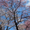 とある尾根緑道の桜並木 2014
