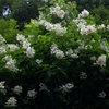 深緑と白花