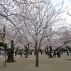 もう桜って満開なのねって／東京都千代田区靖国神社にて