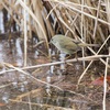 公園の野鳥達（２月２５日）