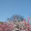 日光 紅葉スポット 竜頭の滝 紅葉 見頃時期は？