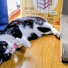 弐代目　猫壱バリバリ爪とぎ　