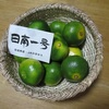 初物食い