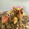 セファロタス成長記録=2026/3月26日 #食虫植物 #セファロタス #icos #著作権無料 #BGM