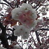 八重桜