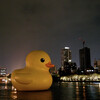 Rubber Duck Project