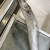 やはり魚屋はいい