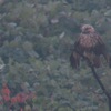 １１月１０日の探鳥会の報告