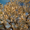 八重桜