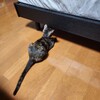 子猫特有のウザ絡み