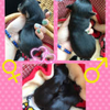 ポチャBABY断尾