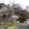 杣之内の桜